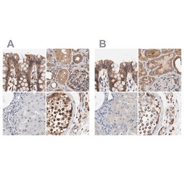 Anti-AFG3L2 antibody produced in rabbit Ab1, Prestige Antibodies&#174; Powered by Atlas Antibodies, affinity isolated antibody, buffered aqueous glycerol solution