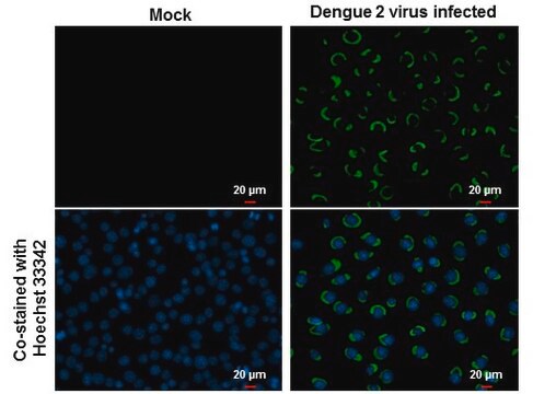 抗NS1抗体 ウサギ宿主抗体 affinity isolated antibody, buffered aqueous solution