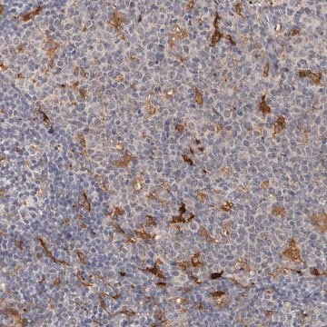 Anti-PTAFR antibody produced in rabbit Prestige Antibodies&#174; Powered by Atlas Antibodies, affinity isolated antibody, buffered aqueous glycerol solution