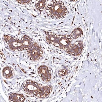 Anti-KLHDC4 antibody produced in rabbit Prestige Antibodies&#174; Powered by Atlas Antibodies, affinity isolated antibody, buffered aqueous glycerol solution