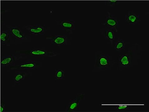 Monoclonal Anti-MARK2 antibody produced in mouse clone 3C5, purified immunoglobulin, buffered aqueous solution