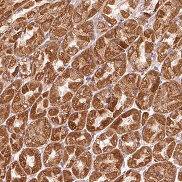 Anti-EFHC1 antibody produced in rabbit Prestige Antibodies&#174; Powered by Atlas Antibodies, affinity isolated antibody, buffered aqueous glycerol solution