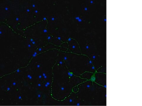 Anti-Neurofilament H Antibody, clone NE14, Alexa Fluor&#8482; 488 Conjugated clone NE14, from mouse, ALEXA FLUOR&#8482; 488