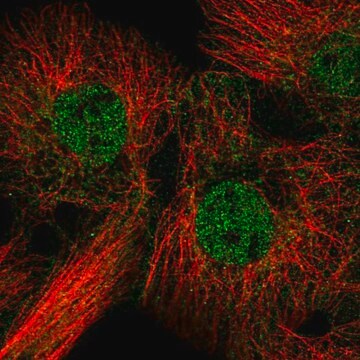 Anti-FAM84B antibody produced in rabbit Prestige Antibodies&#174; Powered by Atlas Antibodies, affinity isolated antibody