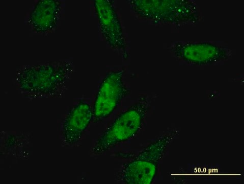 Monoclonal Anti-ZNHIT3 antibody produced in mouse clone 2F8, purified immunoglobulin, buffered aqueous solution