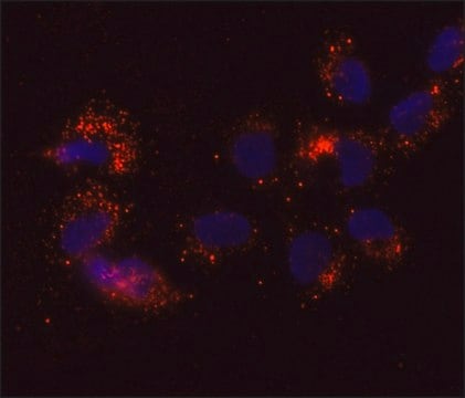 Anti-DDX6 antibody, Mouse monoclonal clone DDX6-34, purified from hybridoma cell culture