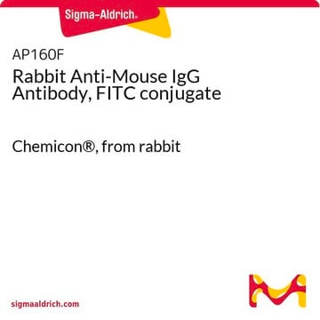 Anti-Maus-IgG-Antikörper des Kaninchens, FITC-Konjugat Chemicon&#174;, from rabbit