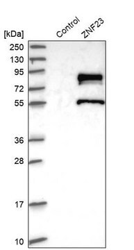 Anti-ZNF23 antibody produced in rabbit Prestige Antibodies&#174; Powered by Atlas Antibodies, affinity isolated antibody, buffered aqueous glycerol solution