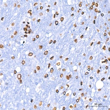 Anti-Lamin B1 Antibody, clone 5H8V8, Rabbit Monoclonal