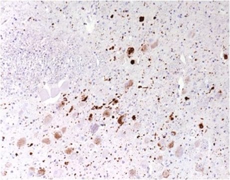 Anti-Aggregated a-Synuclein Antibody, clone 5G4 clone 5G4, from mouse, purified by affinity chromatography