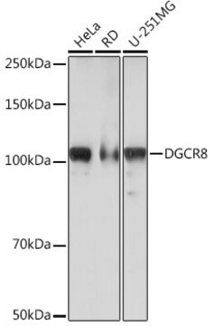 Anti-DGCR8 Antibody, clone 3T5Q6, Rabbit Monoclonal