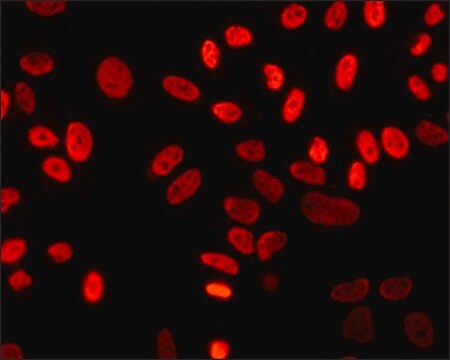 Anti-unmodified-Histone H3 (Lys9) antibody, Mouse monoclonal clone 9B1-2G6, purified from hybridoma cell culture