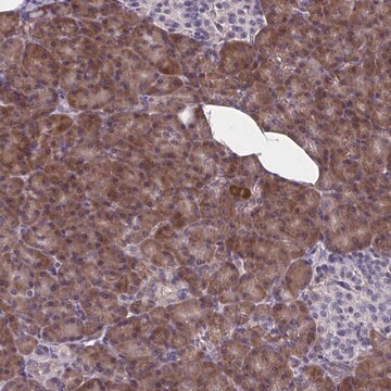 Anti-WBP1 antibody produced in rabbit Prestige Antibodies&#174; Powered by Atlas Antibodies, affinity isolated antibody, buffered aqueous glycerol solution