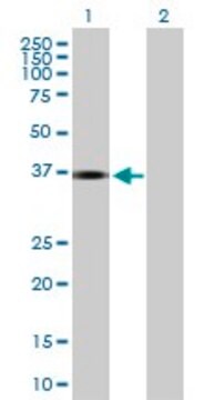 Anti-INHBE, (C-terminal) antibody produced in mouse purified immunoglobulin, buffered aqueous solution