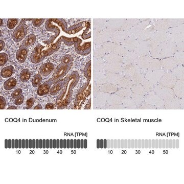 Anti-COQ4 antibody produced in rabbit Prestige Antibodies&#174; Powered by Atlas Antibodies, affinity isolated antibody, buffered aqueous glycerol solution