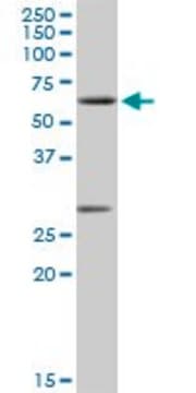 Anti-CLK2 antibody produced in rabbit purified immunoglobulin, buffered aqueous solution