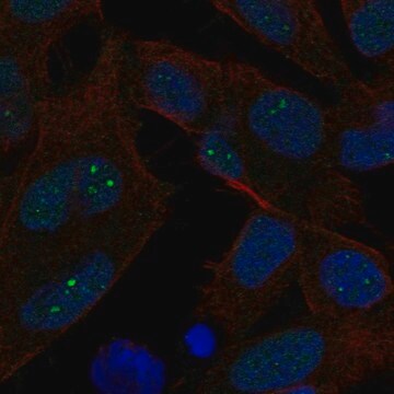 Anti-EXO1 antibody produced in rabbit Prestige Antibodies&#174; Powered by Atlas Antibodies, affinity isolated antibody