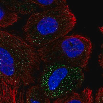 Anti-ABHD14A antibody produced in rabbit Prestige Antibodies&#174; Powered by Atlas Antibodies, affinity isolated antibody