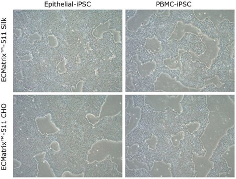 Substrat de laminine ECMatrix-511 Silk E8 (fragment "Silk E8" produit chez le ver à soie) Xeno-free laminin-511 coating for feeder-free pluripotent stem cell cultures, 100 mL (Silkworm derived, Ready-to-use)