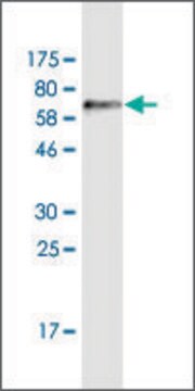 Monoclonal Anti-ADAMTSL4 antibody produced in mouse clone 2H7, purified immunoglobulin, buffered aqueous solution