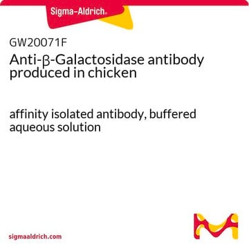 Anti-&#946;-Galactosidase antibody produced in chicken affinity isolated antibody, buffered aqueous solution