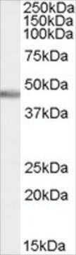 抗PTF1A/PFT1-P48抗体 ヤギ宿主抗体 affinity isolated antibody, buffered aqueous solution