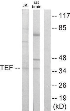 Anti-TEF, C-Terminal antibody produced in rabbit affinity isolated antibody