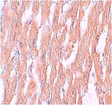 Anti-KPNA2 Antibody from rabbit, purified by affinity chromatography