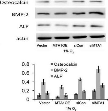 Anticorpo anti-osteocalcina serum, from rabbit