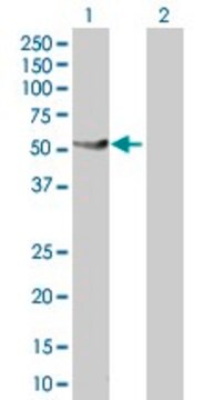 Anti-PTPN1 antibody produced in rabbit purified immunoglobulin, buffered aqueous solution