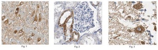 Anti-Cox-1, clone 5C5.1 Antibody clone 5C5.1, 1&#160;mg/mL, from mouse