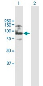 Anti-ASXL2 antibody produced in mouse purified immunoglobulin, buffered aqueous solution