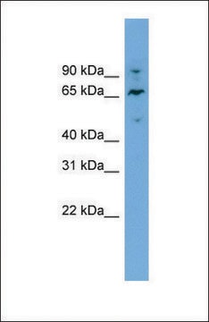 Anti-NT5DC2, (N-terminal) antibody produced in rabbit affinity isolated antibody