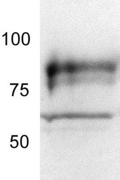 Anti-TORC2 (454-607) Rabbit pAb liquid, Calbiochem&#174;