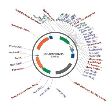 PSF-CMV-RSV-PURO ASCI - RSV PROMOTER PUROMYCIN PLASMID plasmid vector for molecular cloning