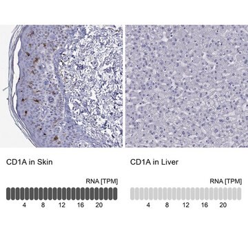 Anti-CD1A antibody produced in rabbit Prestige Antibodies&#174; Powered by Atlas Antibodies, affinity isolated antibody, buffered aqueous glycerol solution