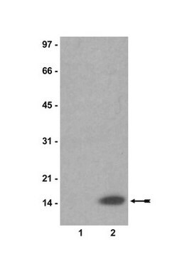 Anti-acetyl-Histone H2A Antibody serum, Upstate&#174;