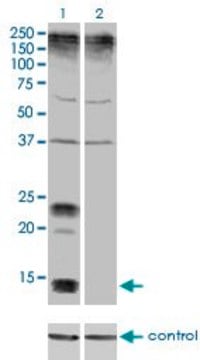 Monoclonal Anti-KCNE1 antibody produced in mouse clone 5B12, purified immunoglobulin, buffered aqueous solution