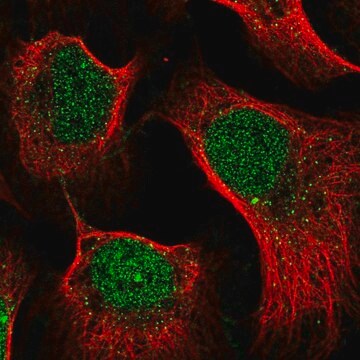 Anti-RAPGEF2 antibody produced in rabbit Prestige Antibodies&#174; Powered by Atlas Antibodies, affinity isolated antibody