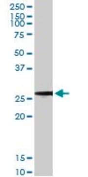 Monoclonal Anti-BCAP31, (C-terminal) antibody produced in mouse clone 3C5, ascites fluid