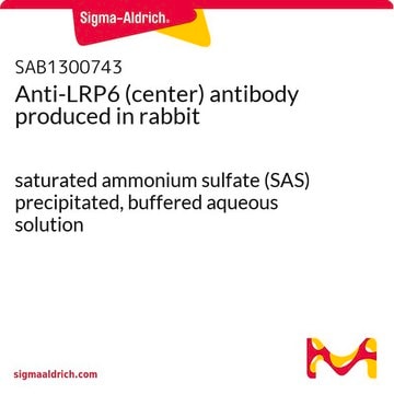 Anti-LRP6 (center) antibody produced in rabbit saturated ammonium sulfate (SAS) precipitated, buffered aqueous solution