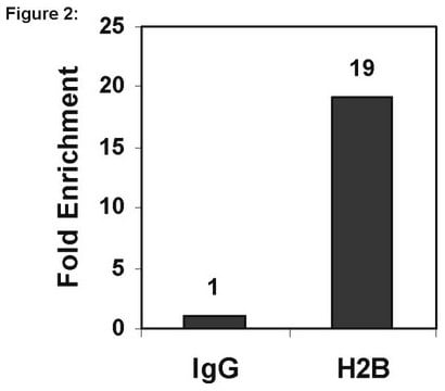 ChIPAb+ Histone H2B - ChIP Validated Antibody and Primer Set from rabbit