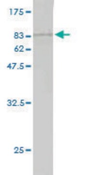 Monoclonal Anti-NUDT12 antibody produced in mouse clone 3F7, purified immunoglobulin, buffered aqueous solution