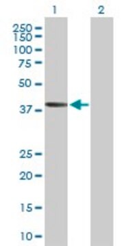 Anti-AADACL2, (N-terminal) antibody produced in mouse purified immunoglobulin, buffered aqueous solution