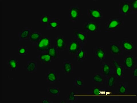 Monoclonal Anti-AHR antibody produced in mouse clone 3B12, purified immunoglobulin, buffered aqueous solution