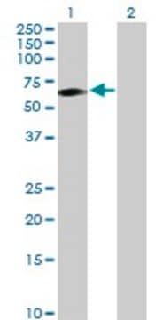 Anti-TCN1 antibody produced in rabbit purified immunoglobulin, buffered aqueous solution