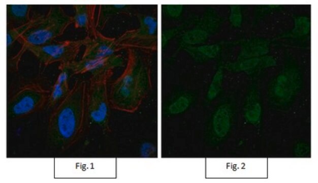 抗-泛素，Lys48-特异性，克隆 Apu2，Alexa Fluor&#8482; 488 偶联物 clone Apu2, from rabbit, ALEXA FLUOR&#8482; 488