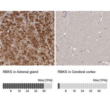 Anti-RBKS antibody produced in rabbit Prestige Antibodies&#174; Powered by Atlas Antibodies, affinity isolated antibody, buffered aqueous glycerol solution