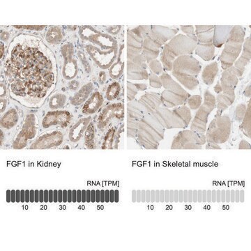 Anti-FGF1 antibody produced in rabbit Prestige Antibodies&#174; Powered by Atlas Antibodies, affinity isolated antibody, buffered aqueous glycerol solution