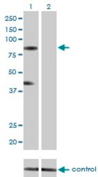 Monoclonal Anti-RNF103 antibody produced in mouse clone 3E7, purified immunoglobulin, buffered aqueous solution